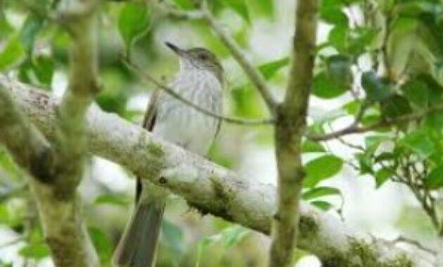 Harga Burung Siri Siri