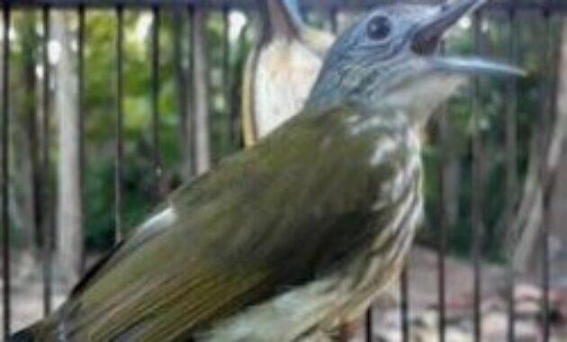 Harga Burung Siri Siri