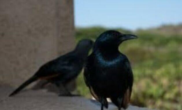 Mitos Memelihara Burung Cucak Keling