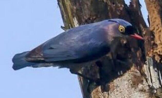 Harga Burung Rambatan