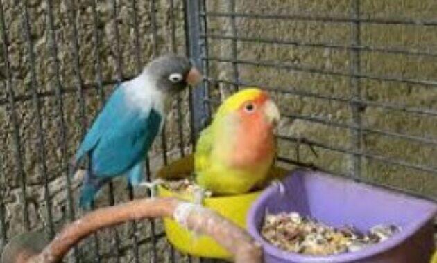 Cara Memaster Lovebird Agar Ngekek Panjang