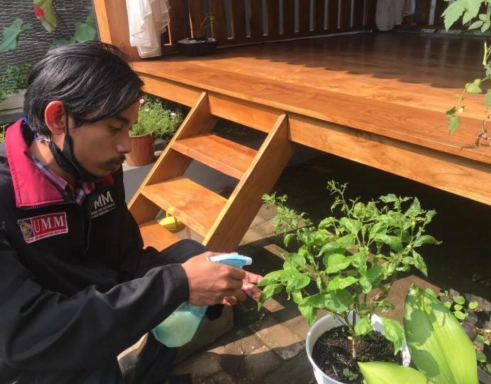 Pestisida Nabati dari Ekstrak Bawang Putih oleh Mahasiswa PMM UMM di Bandungrejo