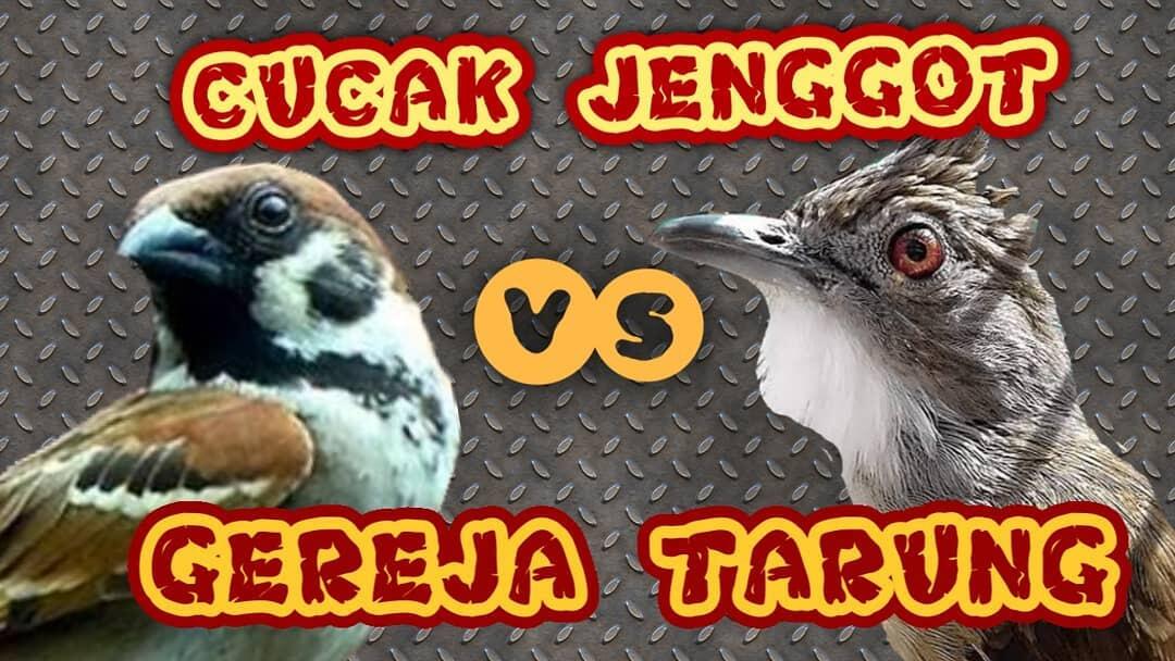 Burung Gereja Tarung Vs Cucak Jenggot, Mantap Nih Buat Gacoan Lombanya