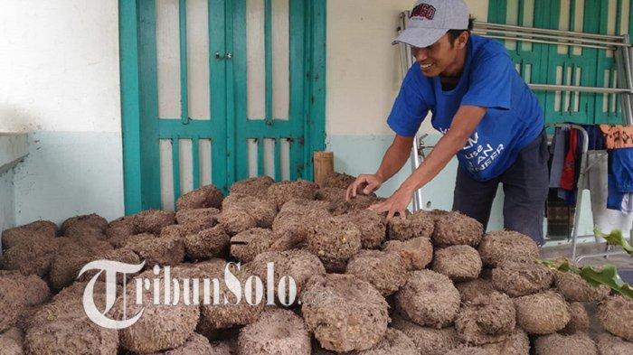 Kisah Petani Boyolali Iseng Tanam Porang, Kini Dapat Omzet Rp 7 Juta Sekali Panen