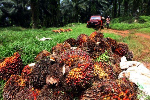 Kinerja Tetap Solid Saat Pandemi, Industri Kelapa Sawit Topang Perekonomian