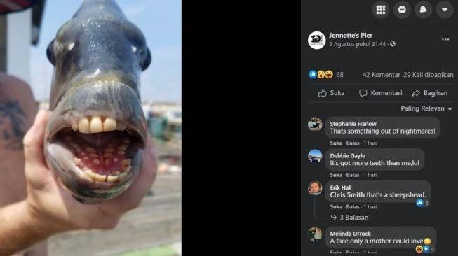 VIRAL! IKAN BERGIGI MIRIP MANUSIA BIKIN NGERI WARGANET