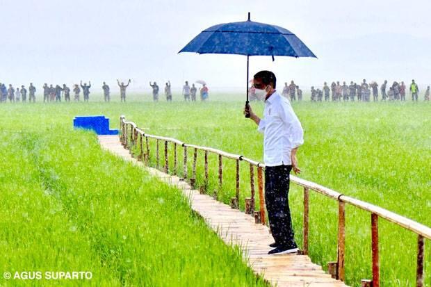 Jokowi Berupaya Bikin Pertanian Jadi Sektor yang Menguntungkan