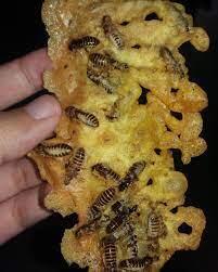 BERAGAM MAKANAN EKSTREM KHAS INDONESIA, ADA YANG PERNAH COBA?