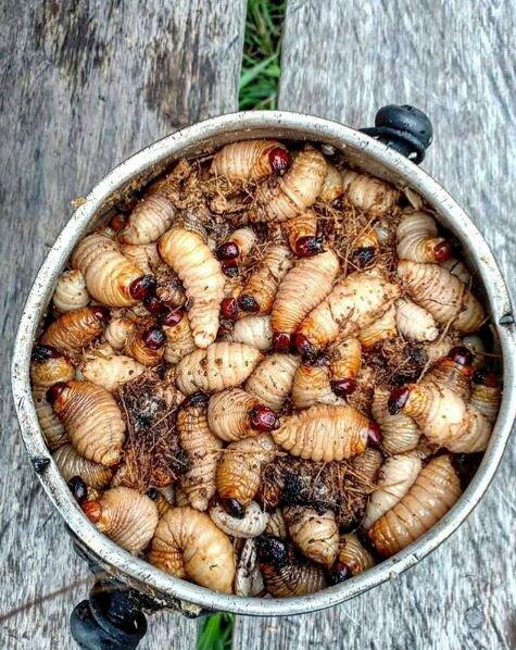 BERAGAM MAKANAN EKSTREM KHAS INDONESIA, ADA YANG PERNAH COBA?