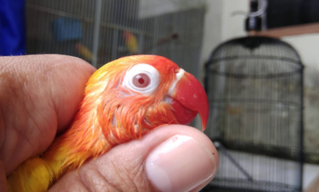 Harga Lovebird Lutino Mata Merah