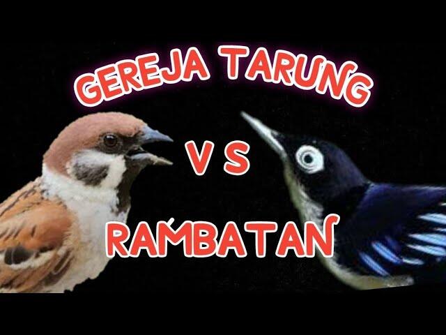 Burung Gereja Tarung VS Rambatan. Tembakannya Boleh Nih Dicoba.