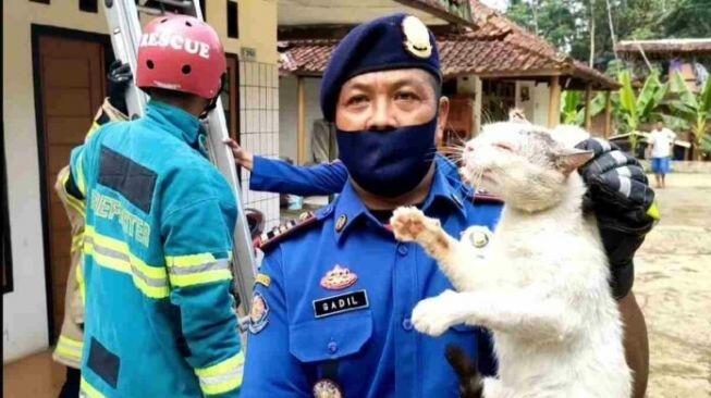 Ngeri! Ciamis Diteror Kawanan Kucing Liar, Warga Rugi hingga Jutaan Rupiah