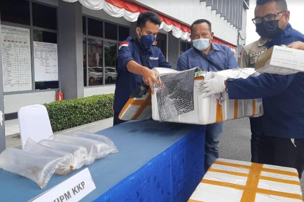 Lanal Palembang Gagalkan Penyelundupan Benur ke Singapura Senilai Rp8 Miliar