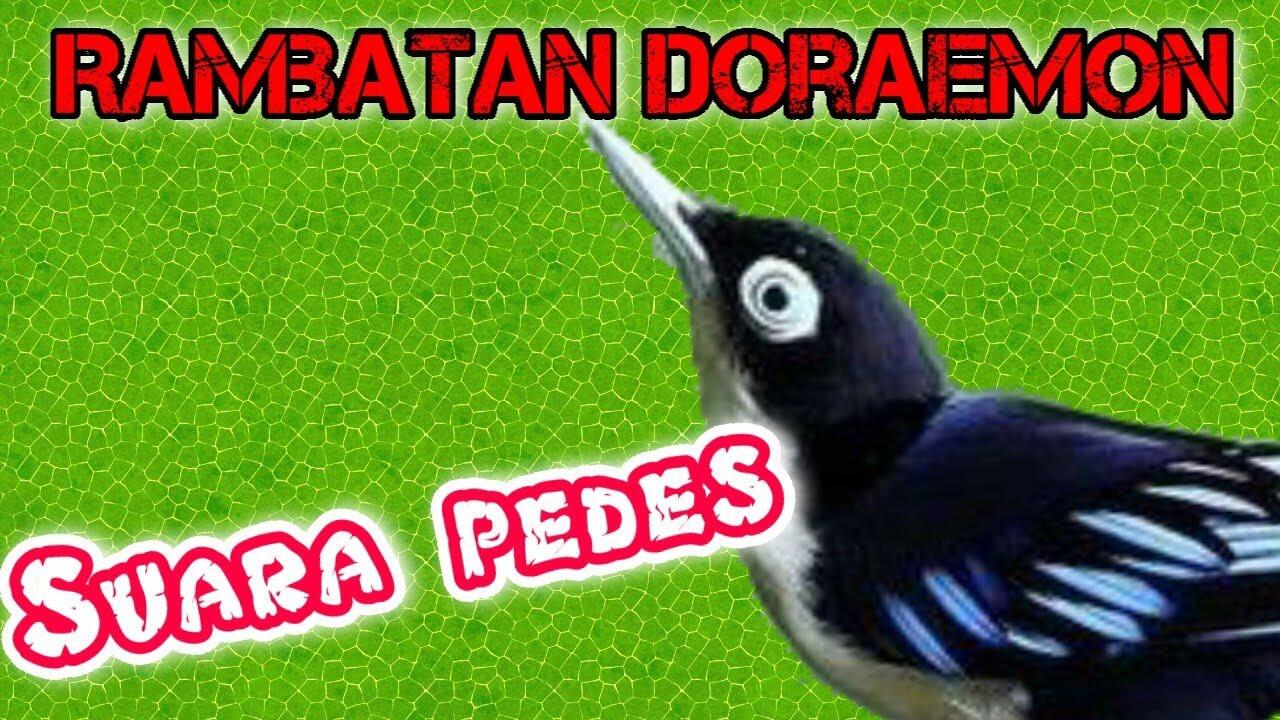 Rambatan Loreng / Doraemon, Si Mungil Bersuara Melengking