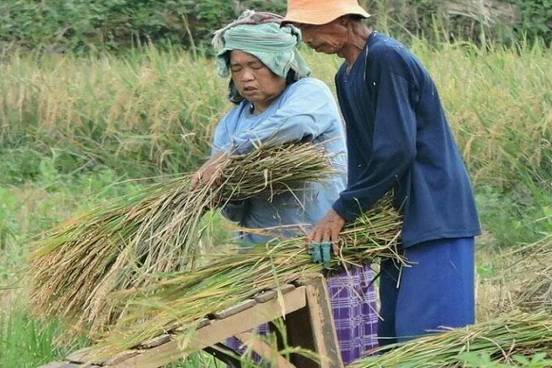 Harga Gabah Kering di Majalengka Rp450 Ribu Per Kwintal, Lebih Tinggi dari Sebelumnya