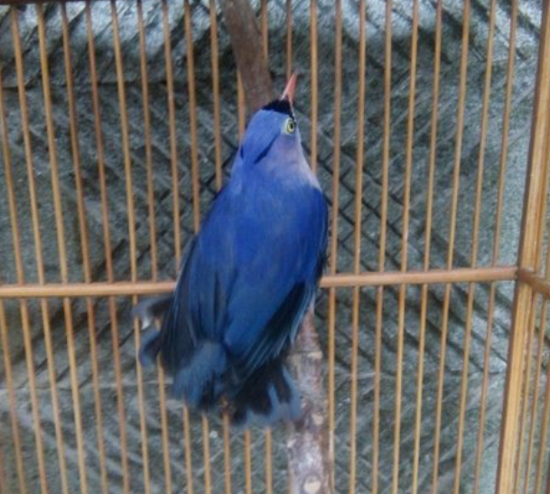 Harga Burung Rambatan