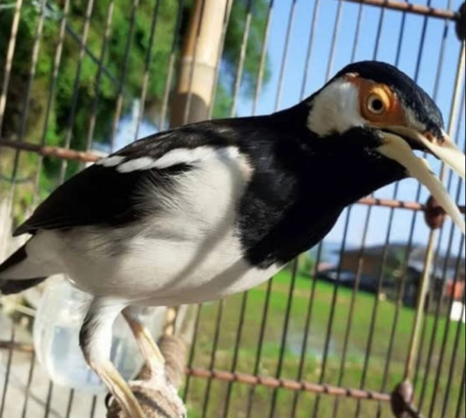 Cara Bedakan Burung Jalak Suren Jantan Dan Betina