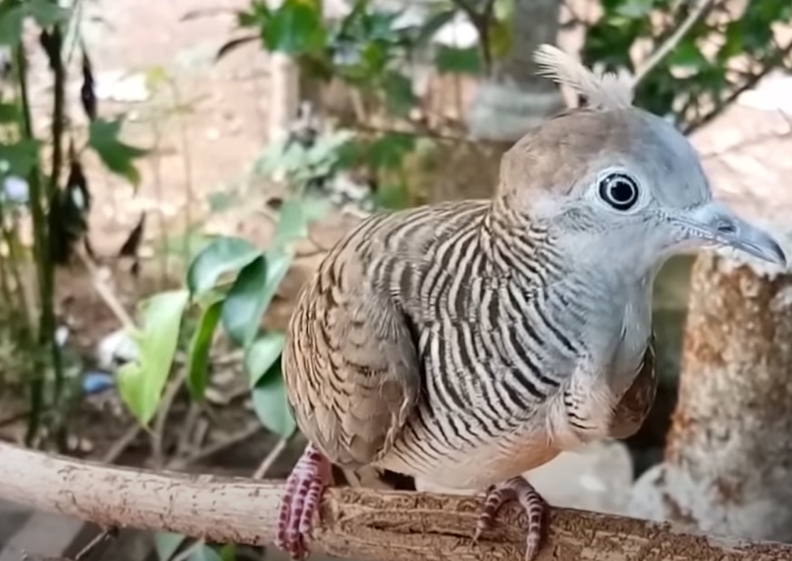 Cara Memilih Perkutut Katuranggan Di Ombyokan