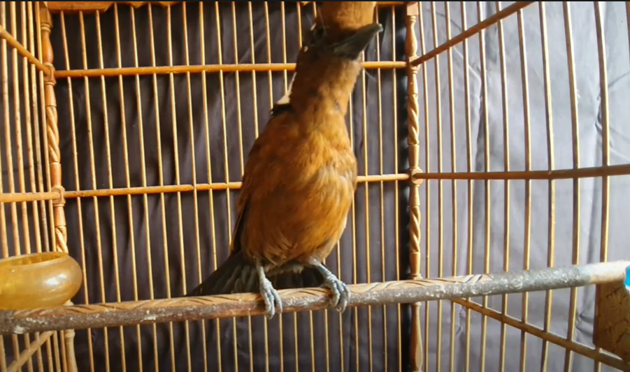 Cara Merawat Burung Cililin Biar Gacor