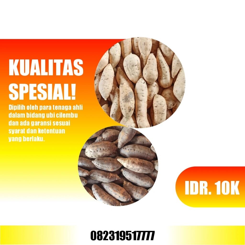 Ubi Cilembu Madu Naik Harga