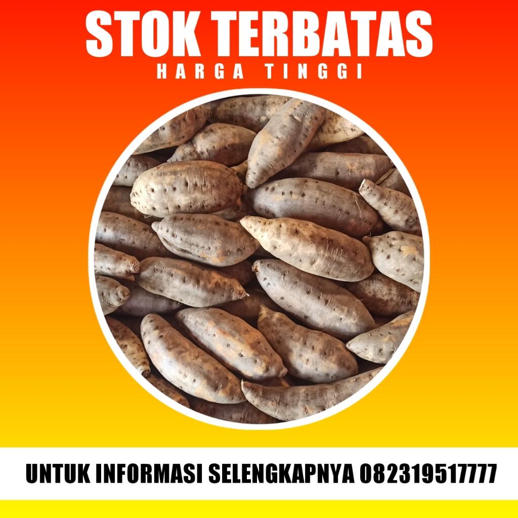 Ubi Cilembu Madu Naik Harga