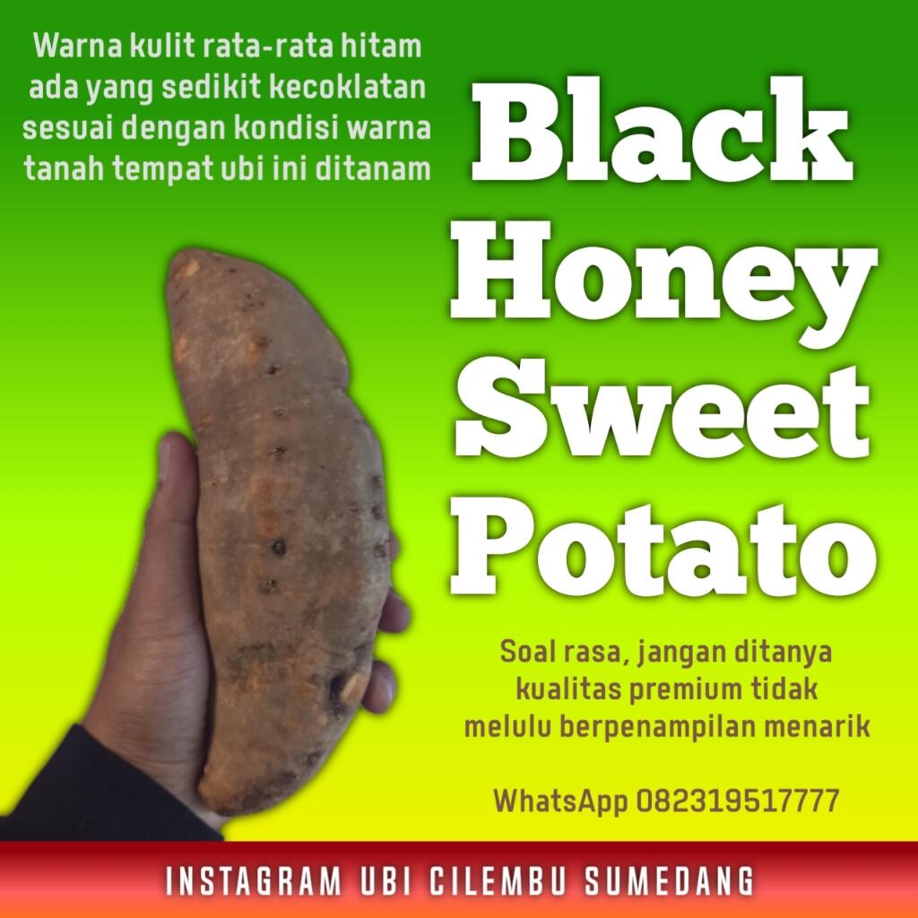 Ubi Cilembu Madu Naik Harga