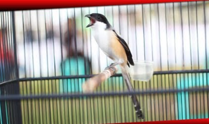 3 Jenis Burung Pentet Atau Cendet Yang Bagus Untuk Kontes
