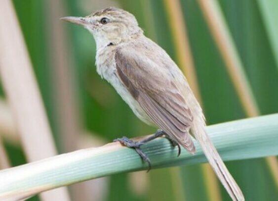 Mengenal Jenis Burung Kerak Basi, Pakan, Harga, Suara
