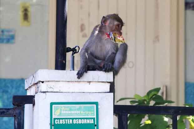 Permukiman Diserang Gerombolan Monyet, Asisten Rumah Tangga Jadi Korban