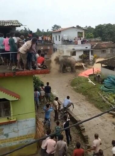 Gajah Liar Serang Pemukiman, Warga Sampai Ketakutan dan Ngumpet di Atap Rumah!