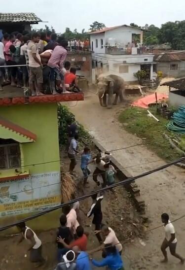 Gajah Liar Serang Pemukiman, Warga Sampai Ketakutan dan Ngumpet di Atap Rumah!