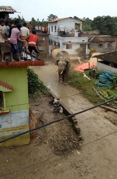 Gajah Liar Serang Pemukiman, Warga Sampai Ketakutan dan Ngumpet di Atap Rumah!