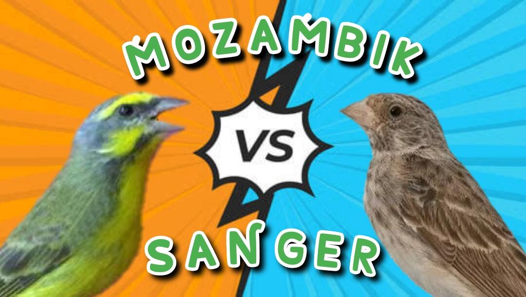Burung Mozambik VS Burung Sanger, Kicauannya Pas Banget Buat Masteran