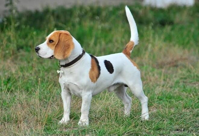 Toba Fakta | Benarkah Orang Batak Suka Makan Anjing Peliharaan Sendiri?