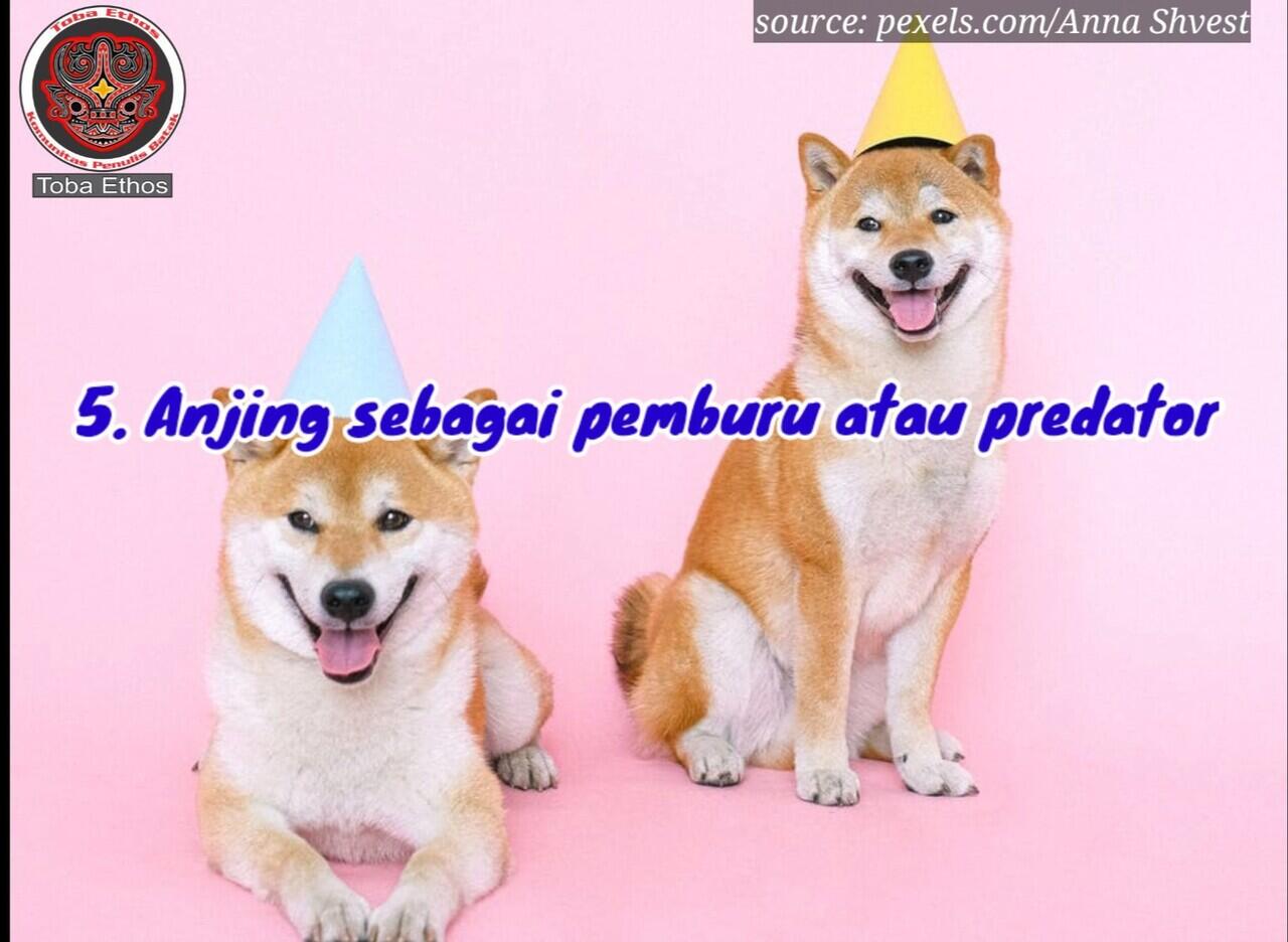 Tidak Hanya Jaga Rumah, ini 5 Alasan Kenapa Orang Batak Suka Mempelihara Anjing
