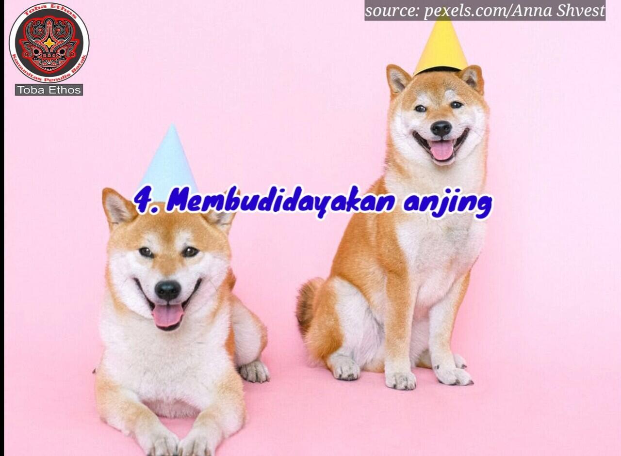 Tidak Hanya Jaga Rumah, ini 5 Alasan Kenapa Orang Batak Suka Mempelihara Anjing