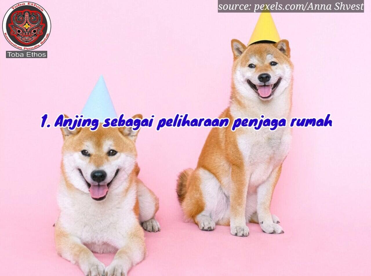 Tidak Hanya Jaga Rumah, ini 5 Alasan Kenapa Orang Batak Suka Mempelihara Anjing
