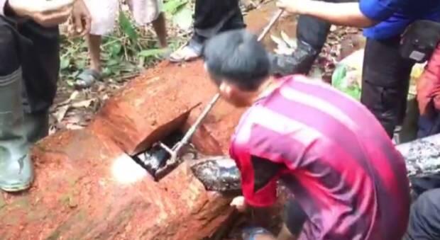 Dua Piton Raksasa Bikin Geger di Batanghari, Penangkapannya Dramatis