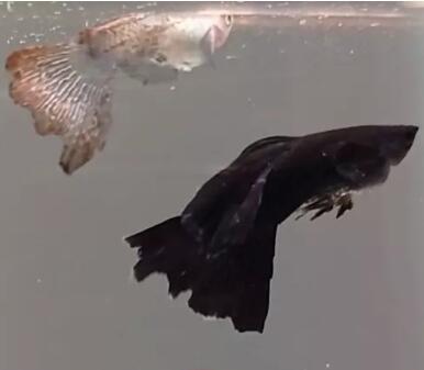 Penyakit Ikan Guppy