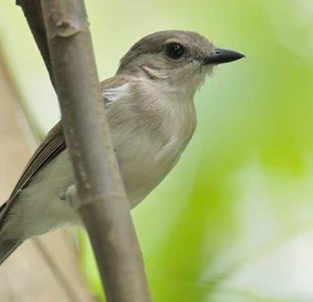 Harga Burung Sikatan Londo