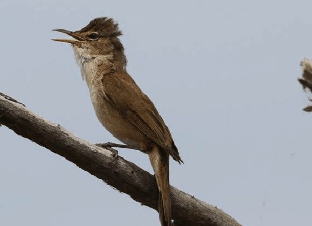 Makanan Burung Kerak Basi