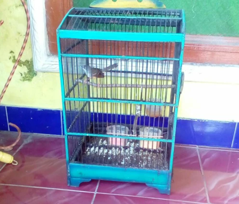 Cara Merawat Burung Ciblek