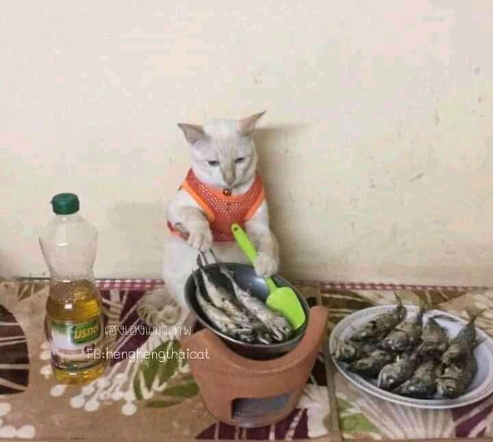 Netizen: Sindiran untuk Kaum Rebahan! Meme Lucu Kucing Beraktivitas seperti Manusia