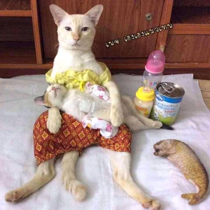 Netizen: Sindiran untuk Kaum Rebahan! Meme Lucu Kucing Beraktivitas seperti Manusia