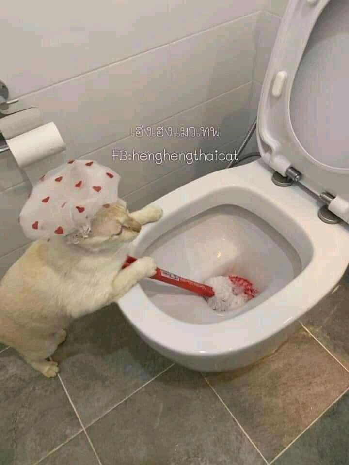 Netizen: Sindiran untuk Kaum Rebahan! Meme Lucu Kucing Beraktivitas seperti Manusia
