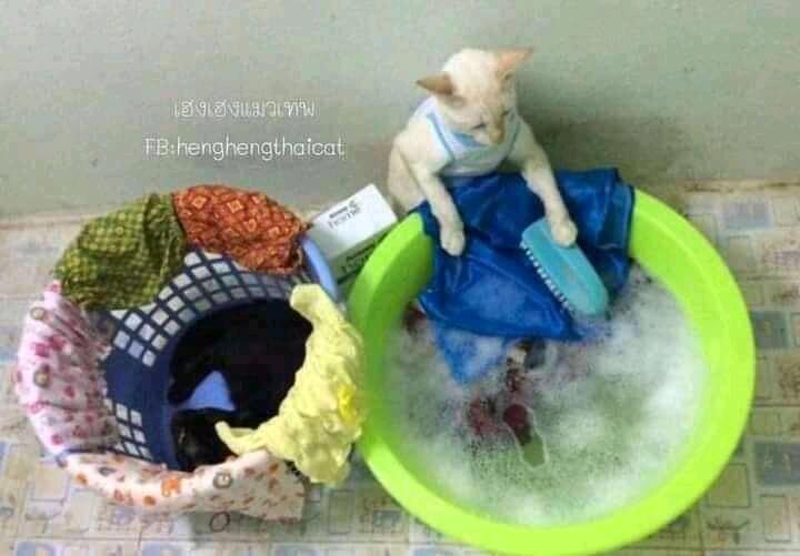 Netizen: Sindiran untuk Kaum Rebahan! Meme Lucu Kucing Beraktivitas seperti Manusia