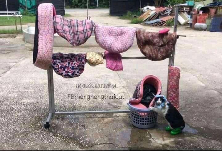 Netizen: Sindiran untuk Kaum Rebahan! Meme Lucu Kucing Beraktivitas seperti Manusia