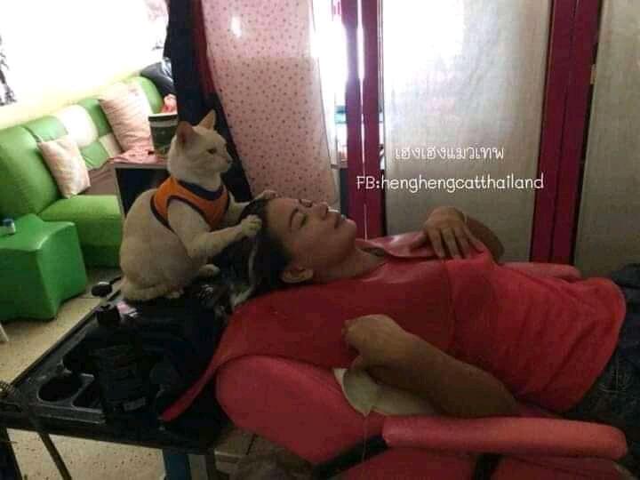 Netizen: Sindiran untuk Kaum Rebahan! Meme Lucu Kucing Beraktivitas seperti Manusia