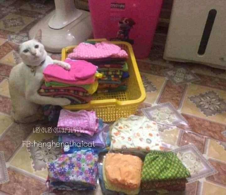 Netizen: Sindiran untuk Kaum Rebahan! Meme Lucu Kucing Beraktivitas seperti Manusia