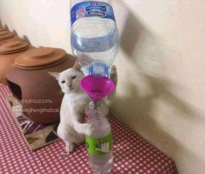 Netizen: Sindiran untuk Kaum Rebahan! Meme Lucu Kucing Beraktivitas seperti Manusia